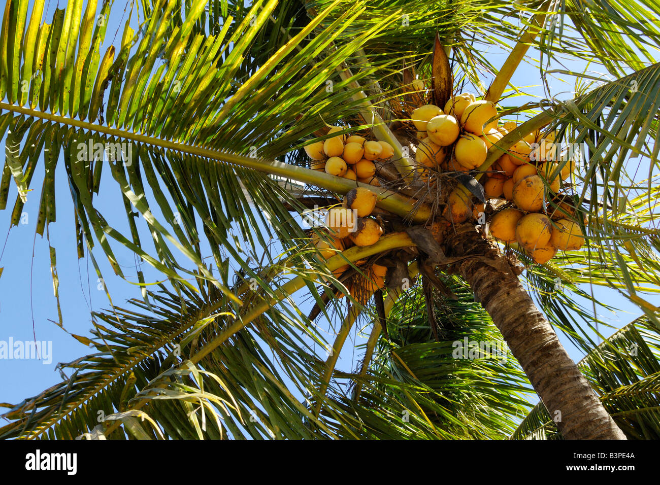 Coconut Palm (Cocos nucifera), Bali, Indonesia Stock Photo Alamy