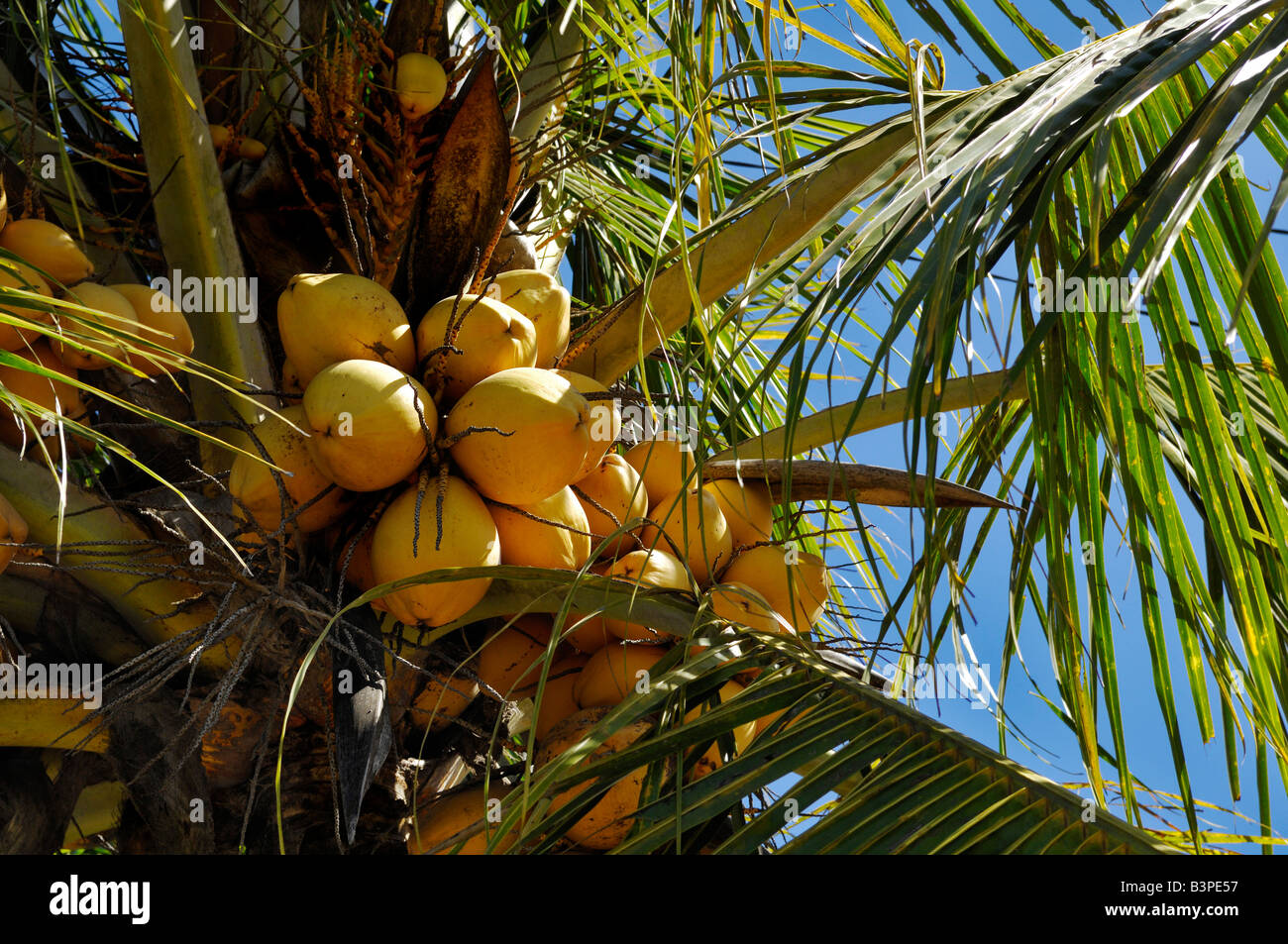 Coconut Palm (Cocos nucifera), Bali, Indonesia Stock Photo