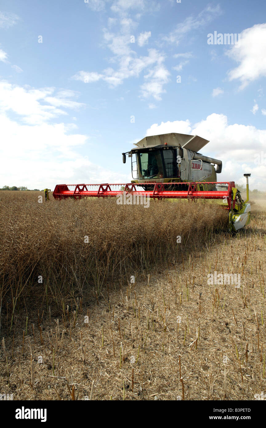Rapeseed being harvested on famrmland in Suffolk, UK Stock Photo