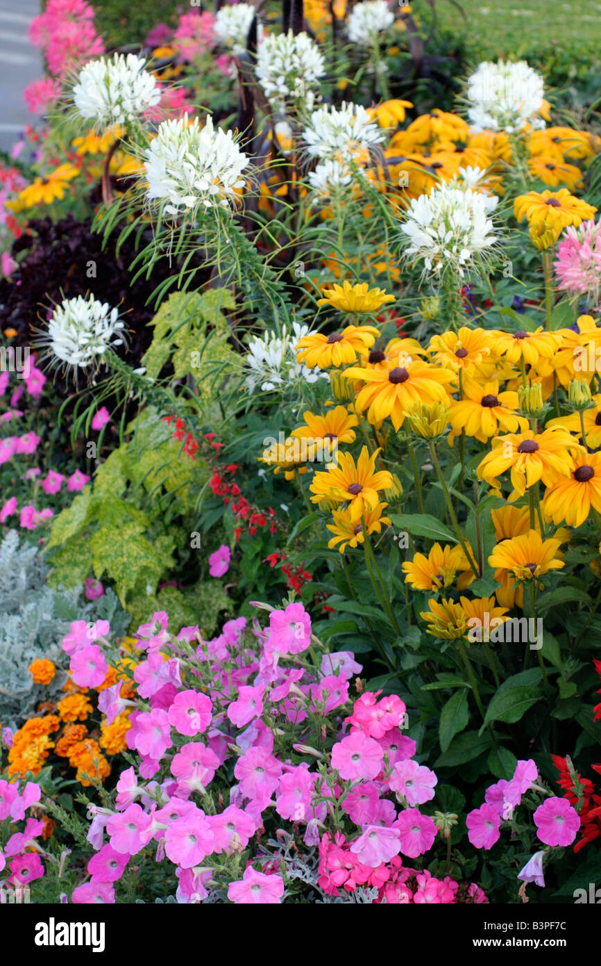 MUNICIPAL AMENITY PLANTINGS AT LOCHES INDRE ET LOIRE 37 USING CLEOME HASSLERIANA RUDBECKIA HIRTA PETUNIA ABUTILON AND PENNISETUM Stock Photo