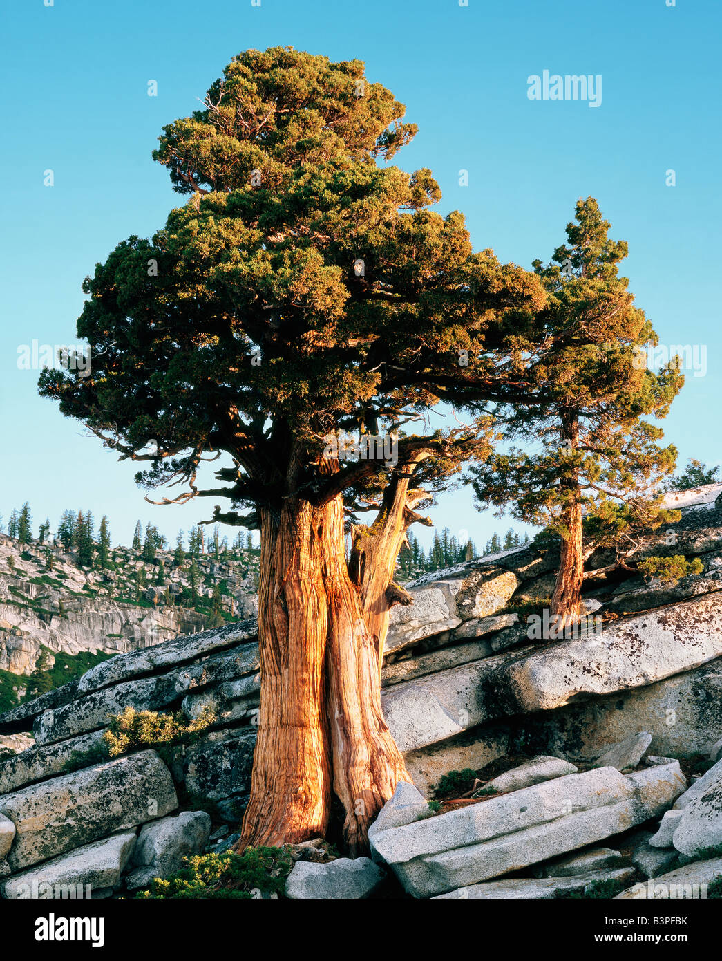 Tree with granite rocks hi-res stock photography and images - Alamy