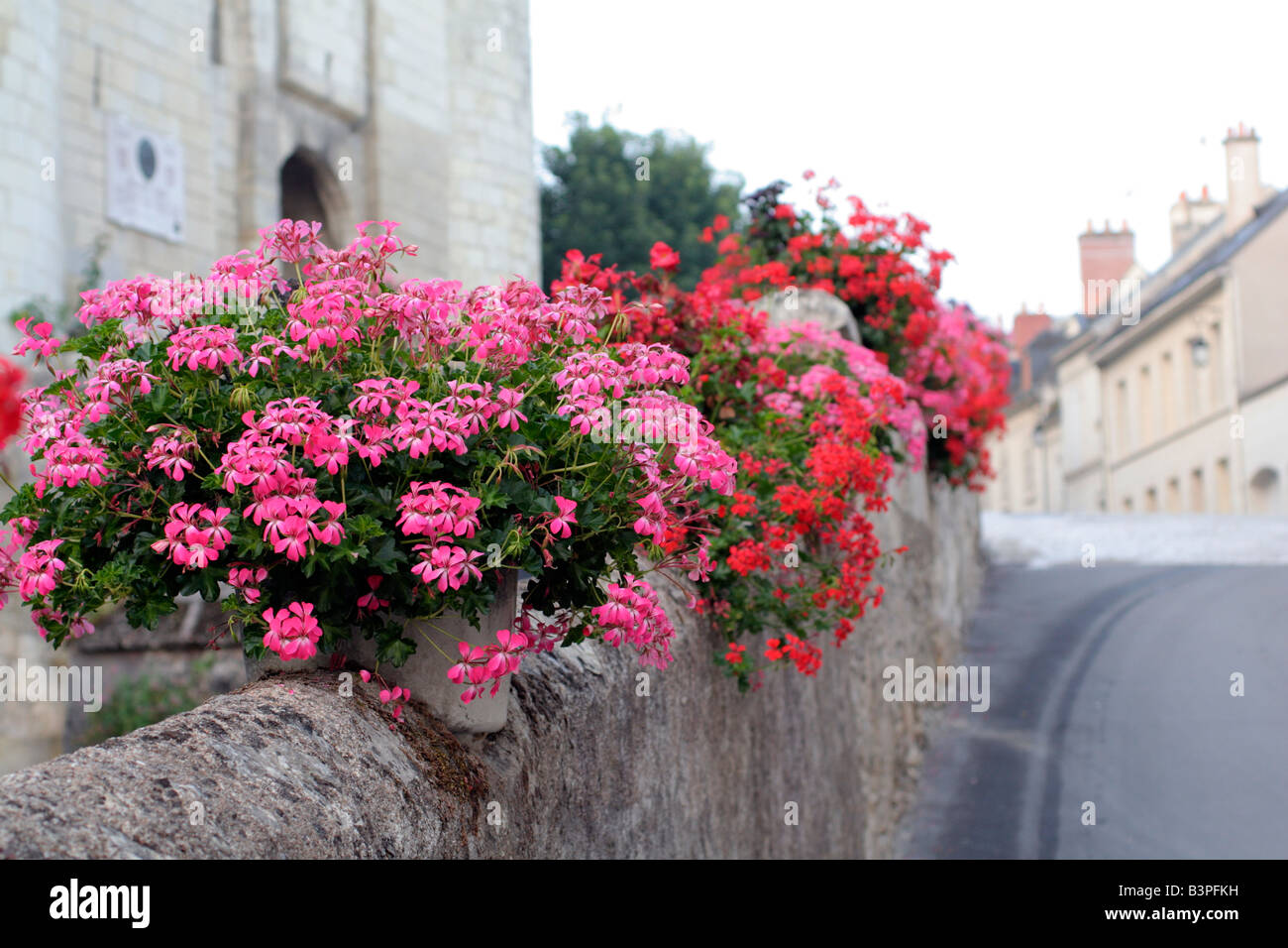 TRAILING IVY LEAVED PELAGONIUMS CASCADE OVER A WALL AT LOCHES INDRE ET LOIRE FRANCE Stock Photo