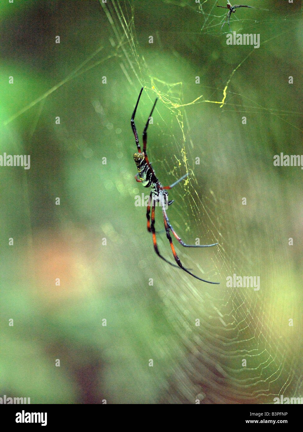 Madagascar, Perinet, Golden orb-web spiders (nephilla madagascariensis) in the Andasibe-Matandia National Park east of Antananarivo. Formerly known as Perinet, this national park comprising 810 hectares of moist montane forest has an exceptional variety of lemurs, birds, reptiles and frogs. The gold web of the nephilla spider is the largest and strongest of any spider. The female spider, hundreds of times larger than its male counterpart, is in the centre of the web; the male lurks around the edge. Stock Photo