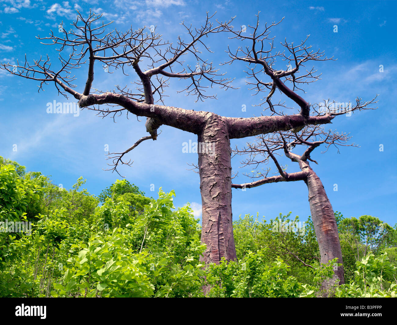 Northern Madagascar, Antsiranana (Diego Suarez). Baobab trees, Adansonia suarezensis, grow in woodland around Antsiranana, formerly known as Diego Suarez. This northern flat-top baobab is one of the world's eight baobab species of which six are endemic to Madagascar. One species is found in Africa and one in Northwest Australia. The diversity in Madagascar would suggest that baobabs first evolved there. Stock Photo