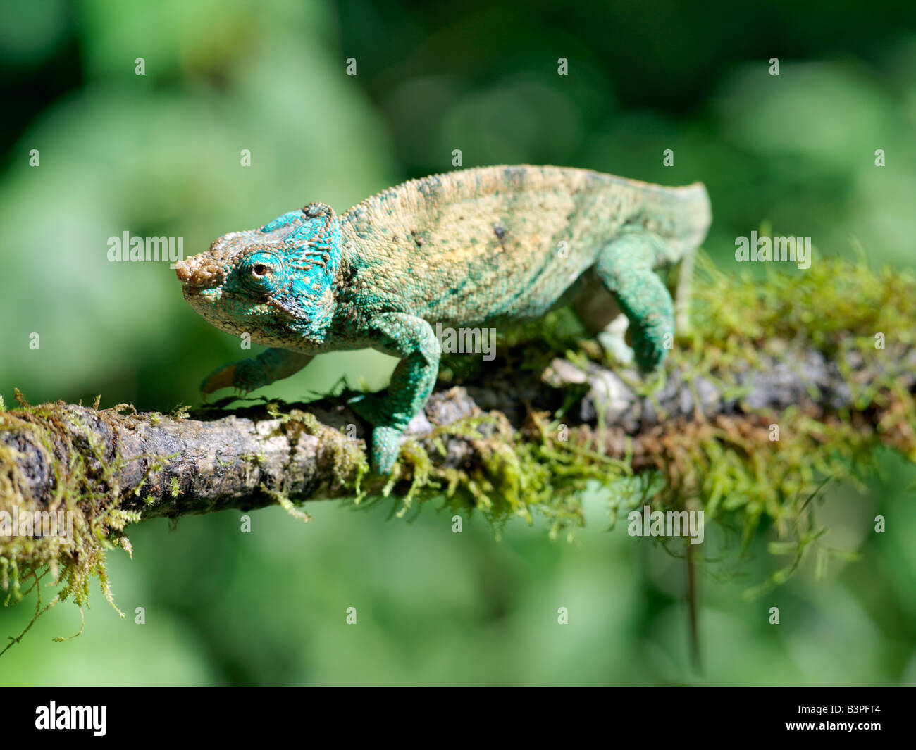 Northern Madagascar, The only chameleon endemic to the rainforest of