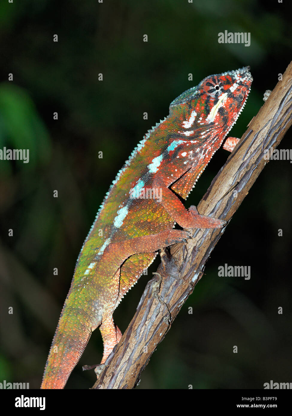 Eastern Madagascar, Mandraka. A colourful furcifer sp. chameleon. Madagascar is synonymous with these magnificent old world reptiles. Two-thirds of all known species are native to the island, the fourth largest in the world. A chameleon's ability to change colour and swivel its eyes 180 degrees makes it a reptile of considerable fascination.Malagasy people will only point to a chameleon with a knuckle. If they inadvertently use an outstretched finger, they must blow on it afterwards. Stock Photo