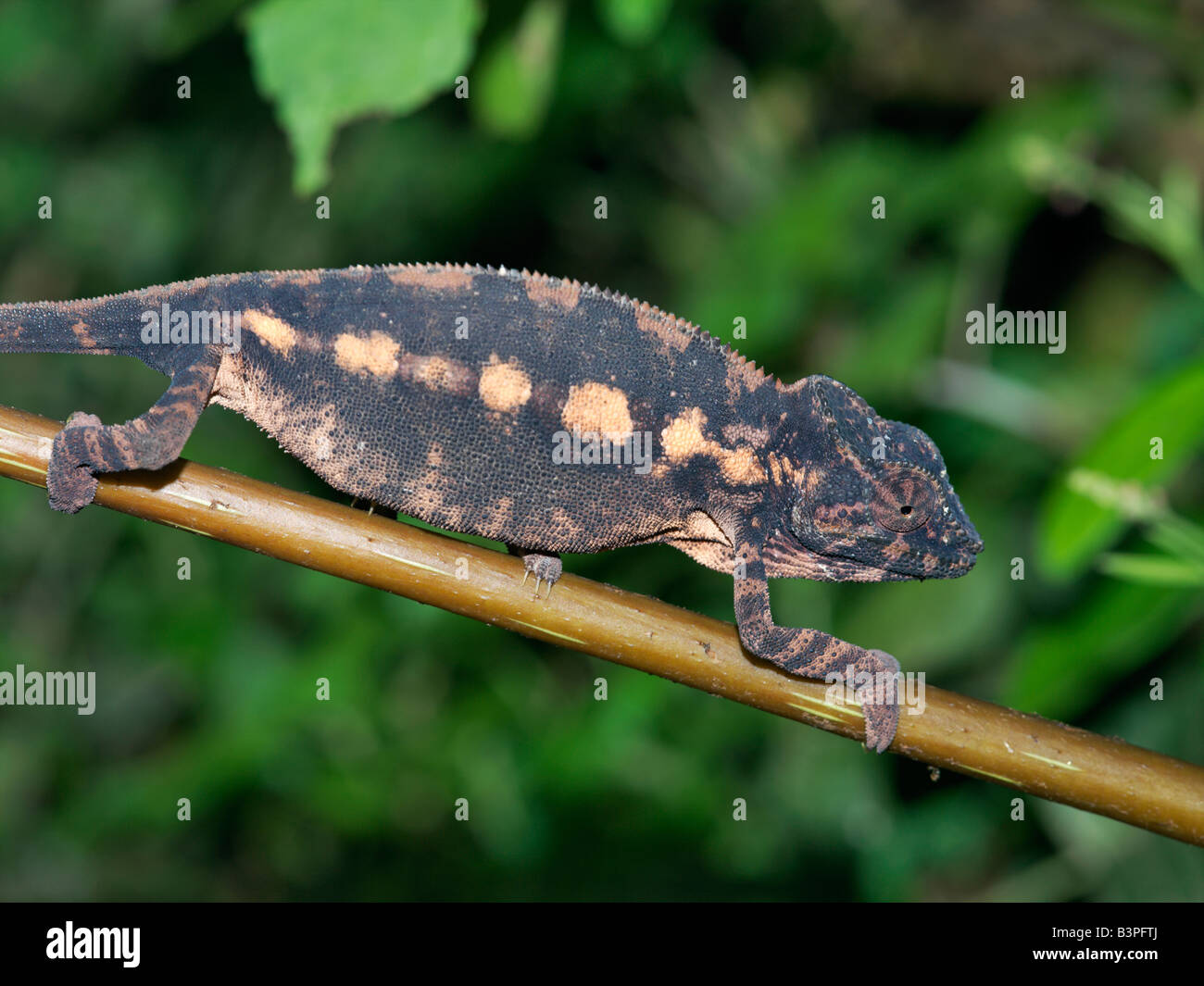 Eastern Madagascar, Mandraka. A furcifer sp. chameleon. Madagascar is