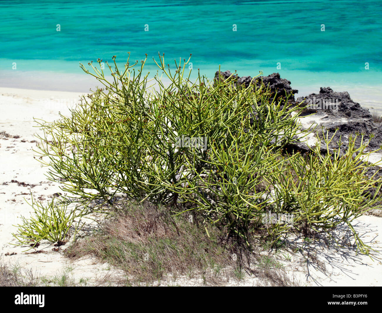Northern Madagascar, A euphorbia plant grows on the beach at Suarez Island, a small island situated off the northern coast of Madagascar. A combination of safe bathing in the beautiful, crystal-clear waters of Mer d'Emeraude (Emerald Sea), a fine sandy beach and its proximity to Antsiranana (Diego Suarez) make the island a favourite destination for the residents of Diego. Stock Photo