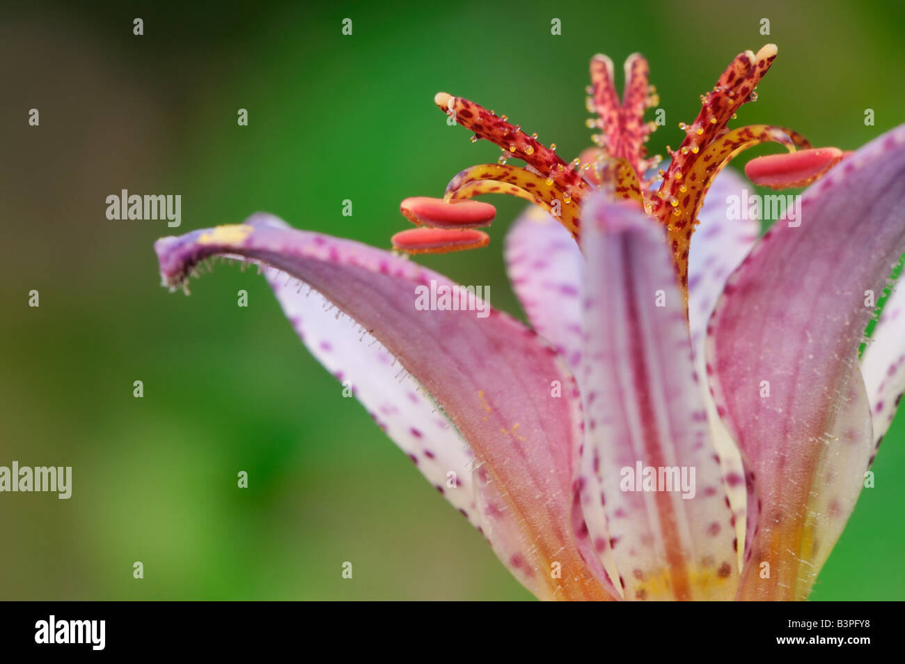 Looking, from the side, at a toad lily (Tricyrtis hirta) which is accented by the beautiful green foliage. Stock Photo
