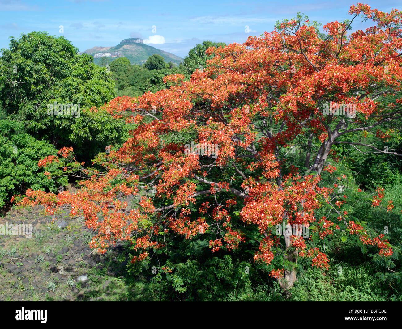 Northern Madagascar, A beautiful flamboyant tree - a native of Madagascar - growing just outside Antsiranana, more commonly known as Diego. Stock Photo