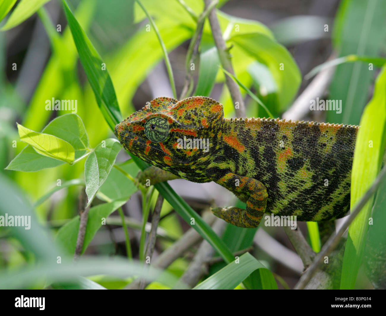 Northern Madagascar, Mahavanona. A female chameleon (Furcifer oustaleti
