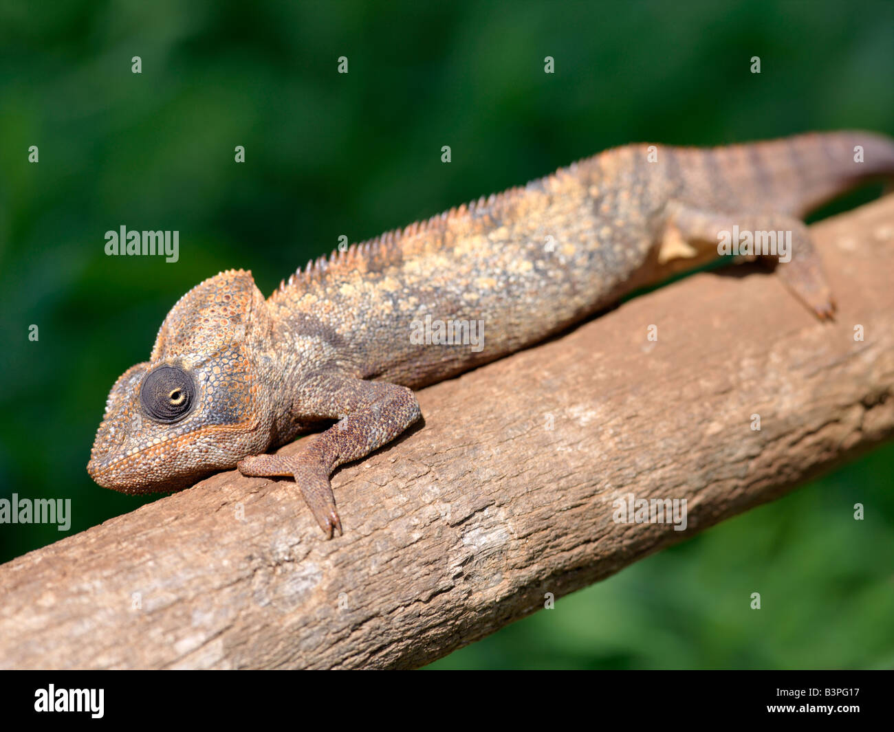 Northern Madagascar, Mahavanona. A male chameleon (Furcifer oustaleti