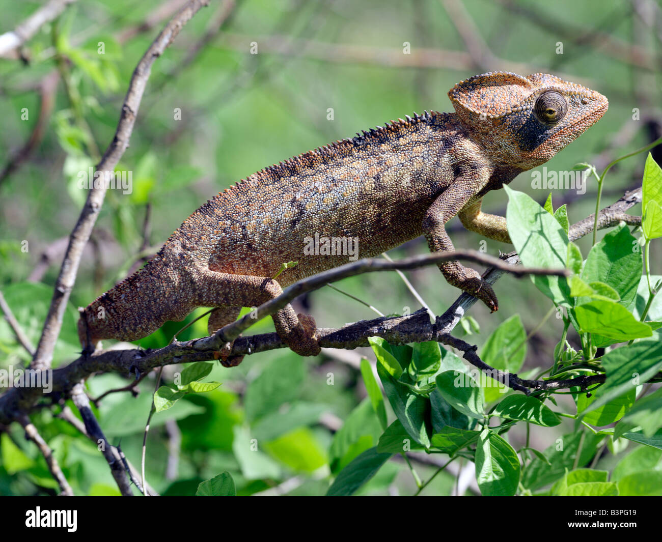 Northern Madagascar, Mahavanona. A male chameleon (Furcifer oustaleti