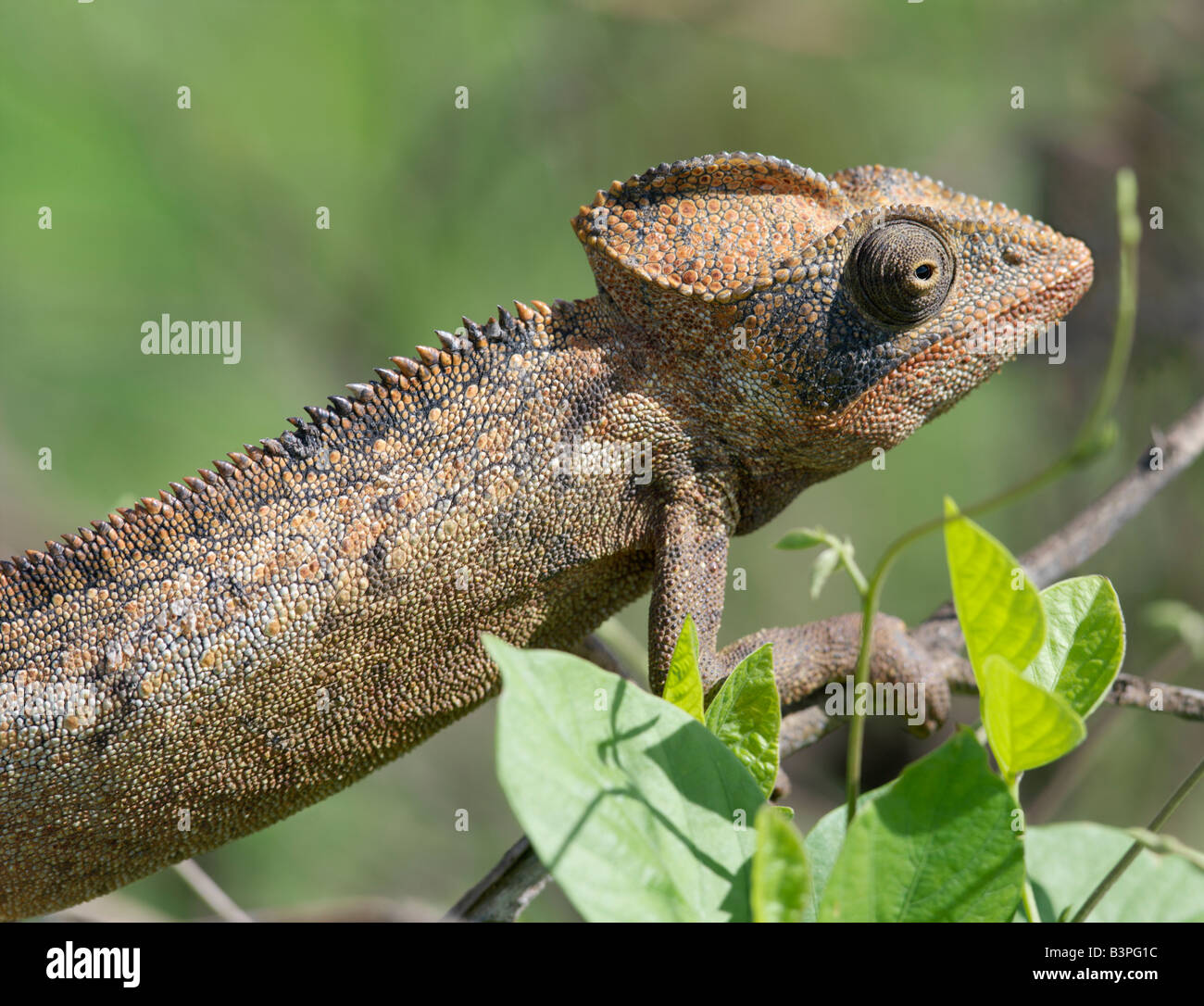 Northern Madagascar, Mahavanona. A male chameleon (Furcifer oustaleti