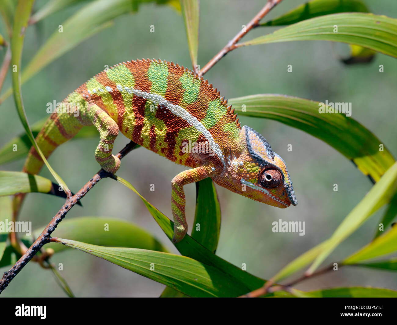 Northern  Madagascar, Antsiranana (Diego Suarez). A male panther chameleon (Furcifer padalis) in breeding colours.Madagascar is Stock Photo