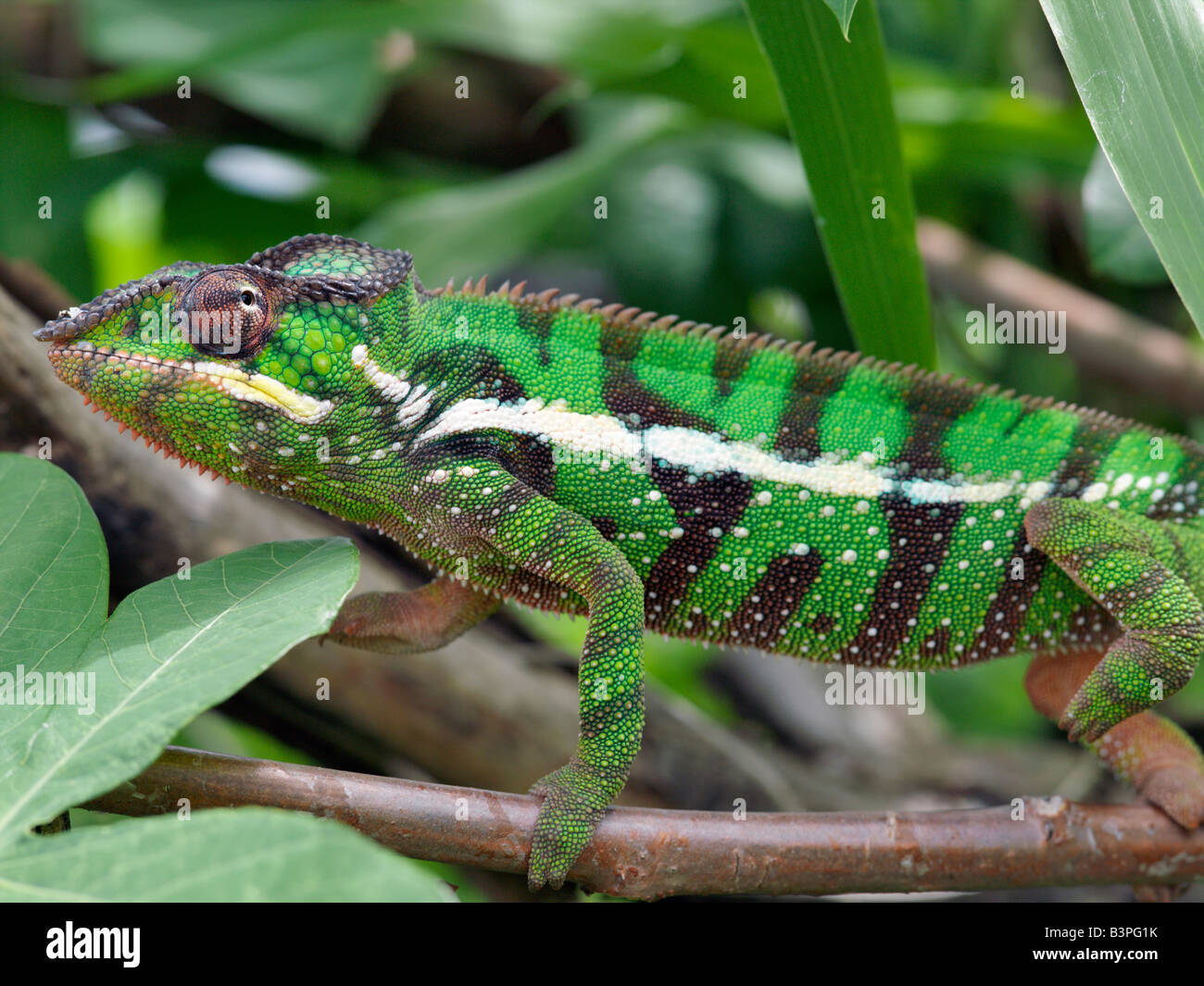 Northern Madagascar, Antsiranana (Diego Suarez). A male panther chameleon (Furcifer padalis) in non-breeding colours.Madagascar is synonymous with these magnificent old world reptiles. Two-thirds of all known species are native to the island, the fourth largest in the world. A chameleon's ability to change colour and swivel its eyes 180 degrees makes it a reptile of considerable fascination.Malagasy people will only point to a chameleon with a knuckle. If they inadvertently use an outstretched finger, they must blow on it afterwards. Stock Photo