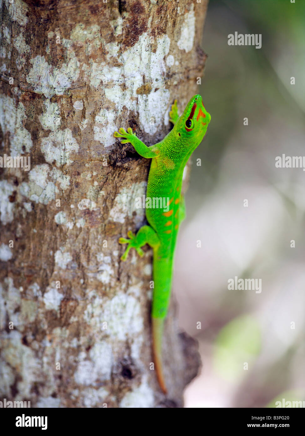 Northern Madagascar, Ankarana. A spectacular day gecko (Phelsuma madagascariensis grandis) is one of roughly 70 gecko species in Madagascar. It is the largest (up to 30 cm long) in northern Madagascar with the brightest colours. Geckoes outnumber all other lizard species on the island. Stock Photo