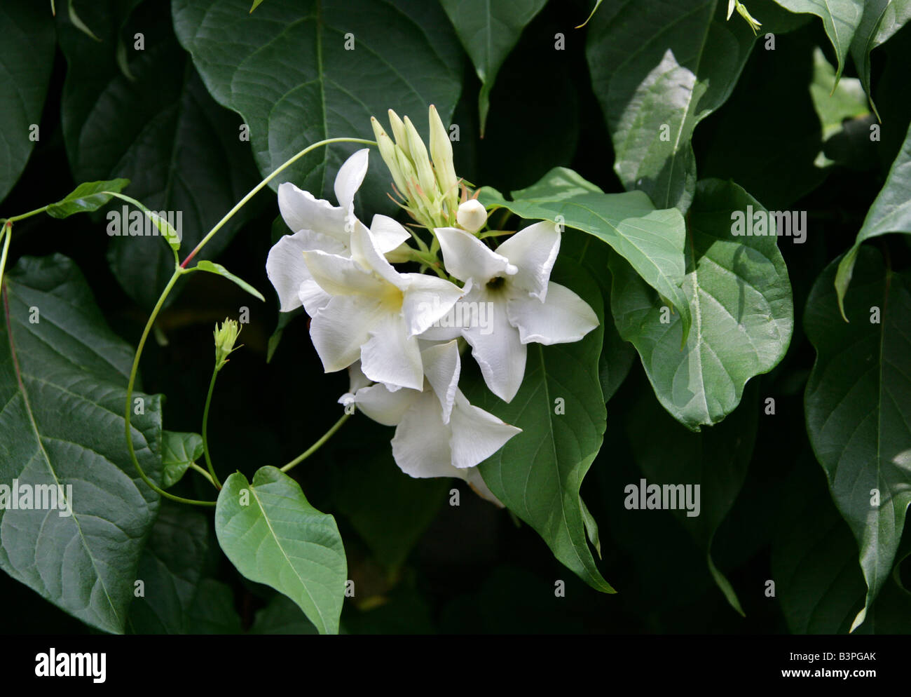 Chilean Jasmine, Mandevilla laxa, Apocynaceae, Argentina, South America Stock Photo