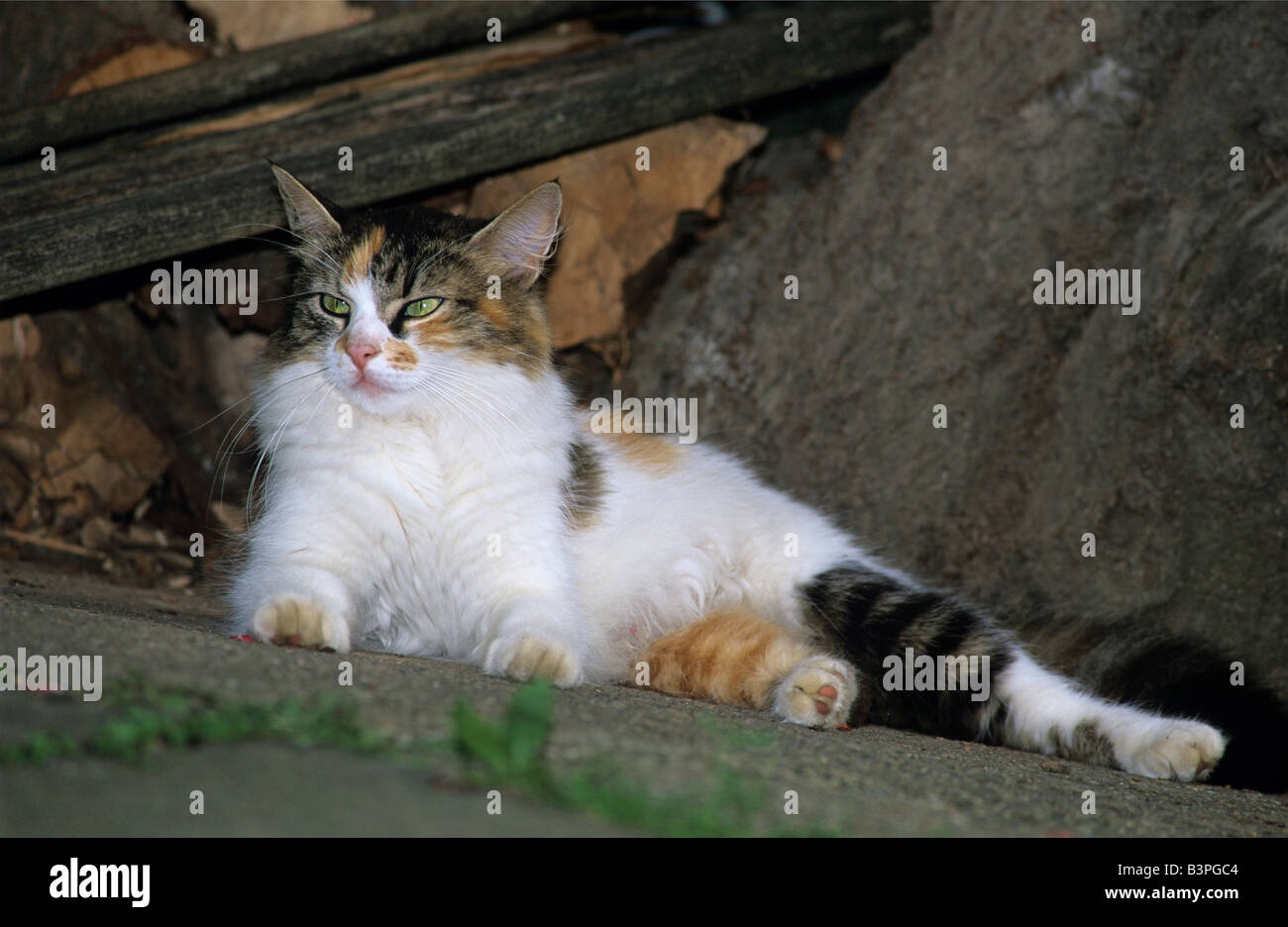Cat lying in the shade under a shed Stock Photo Alamy