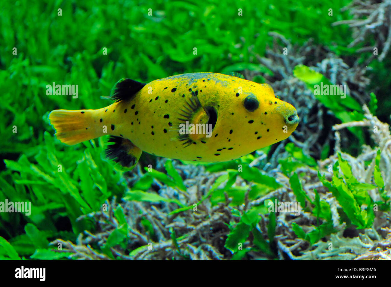 Extremely rare yellow Pufferfish (Arothron nigropunctatus) Stock Photo