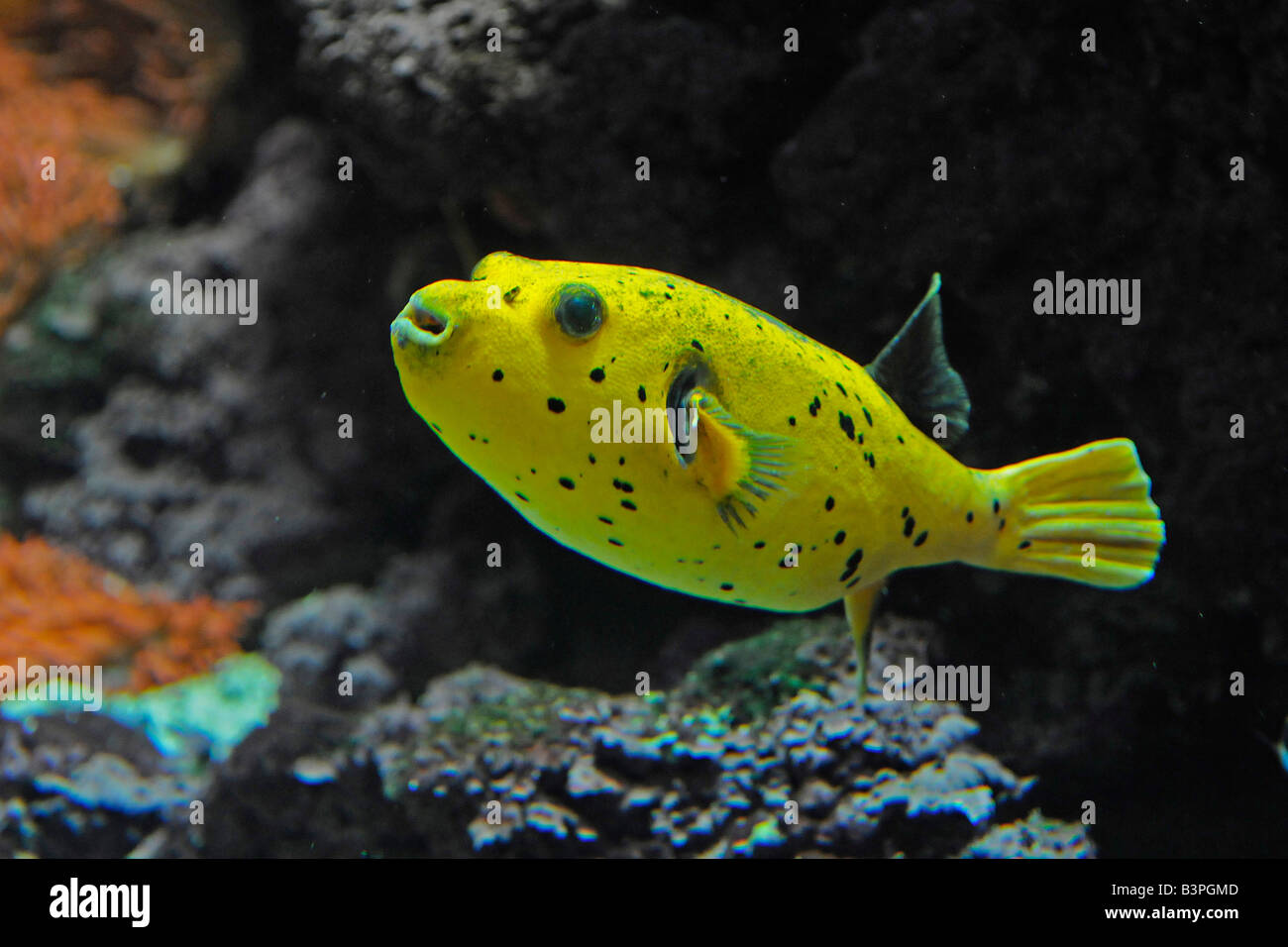 Extremely rare yellow Pufferfish (Arothron nigropunctatus) Stock Photo