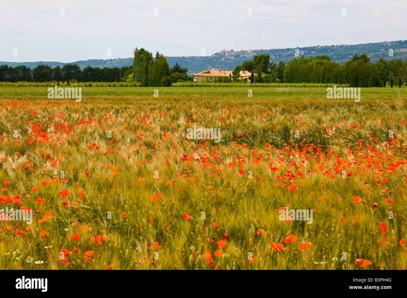 French poppy field hi-res stock photography and images - Alamy
