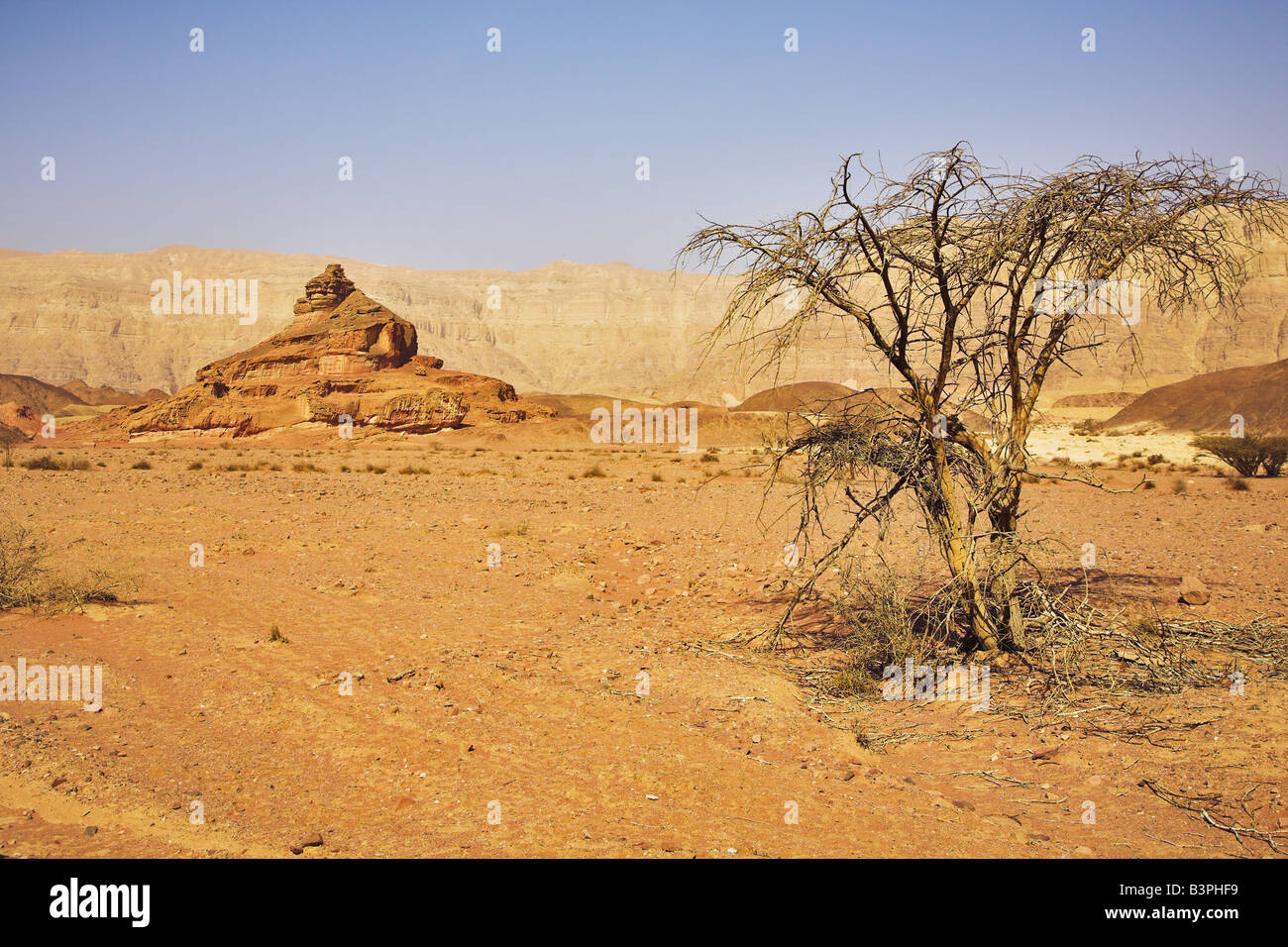 Desert stones and the trees blossoming in droughty places Stock Photo