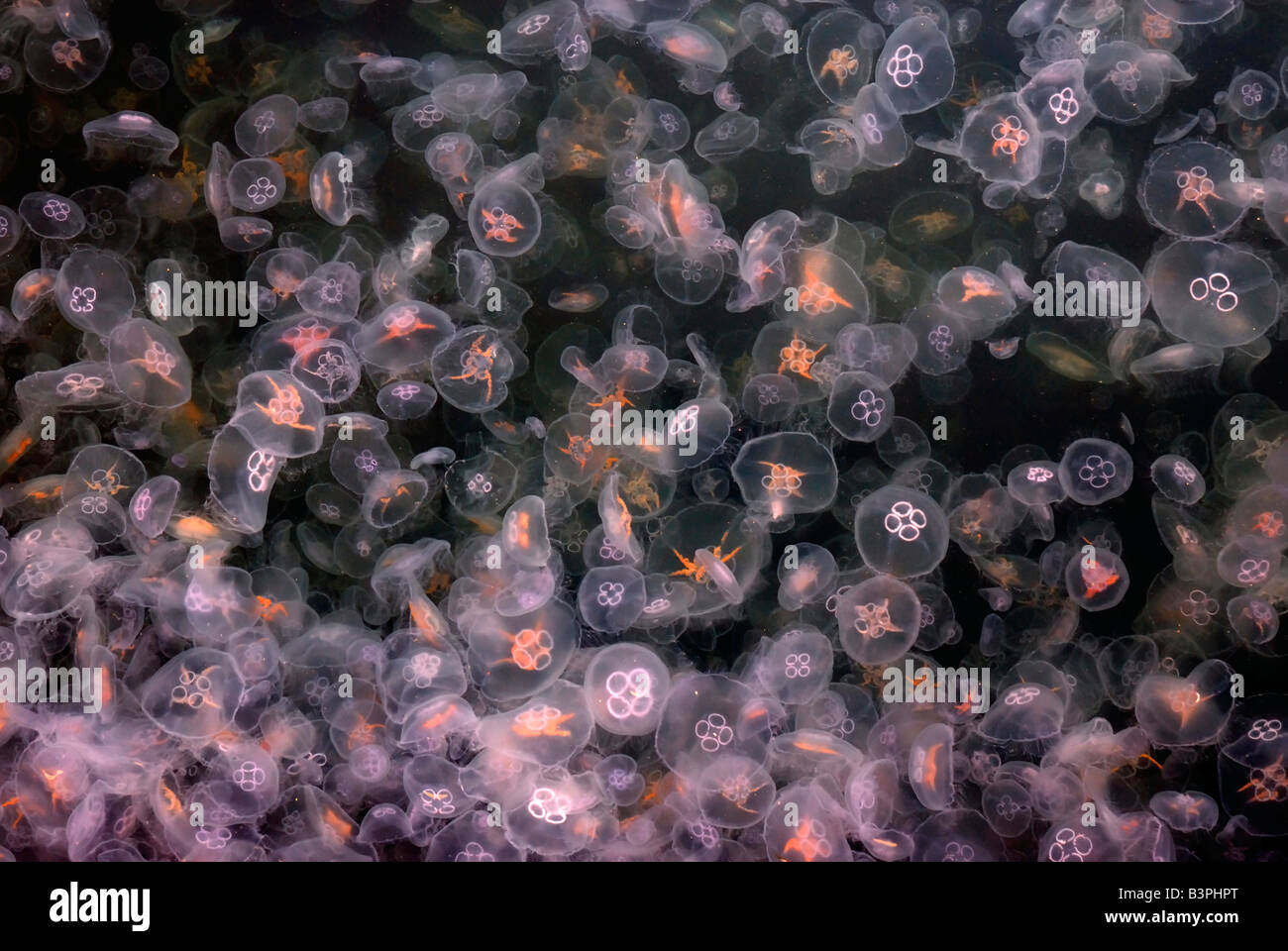 Mass of Crystal Jellyfish or Moon Jellyfish (Aurelia aurita), Kiel Fjord, Germany, Europe Stock Photo