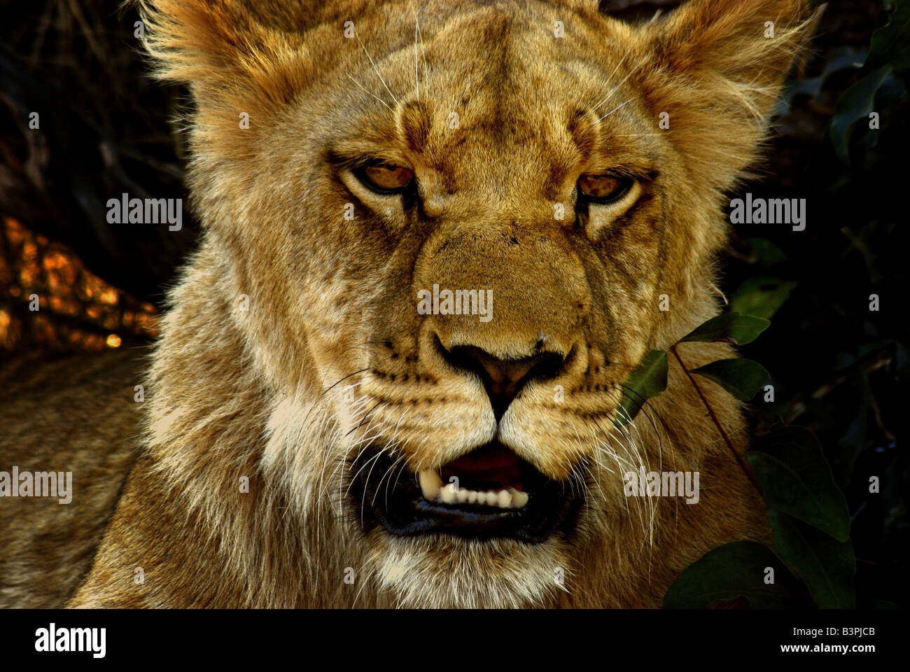 Young Lion close-up Stock Photo