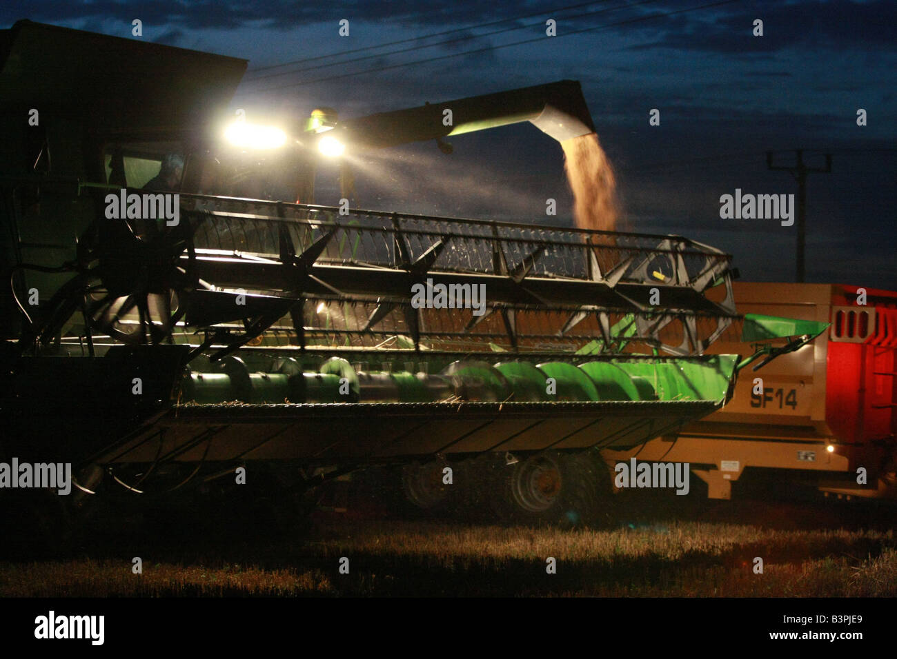 A combined harvester harvesting the wheat crop and passing the grain to