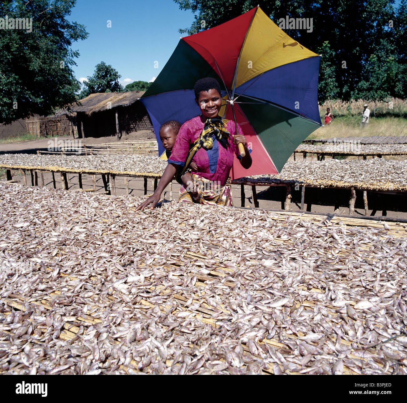 Malawi, Liwonde, Southern Malawi. A woman shades her child as she inspects a rich fish haul drying in the sun.363 miles long and covering one fifth of Malawi, Lake Malawi has a more diverse fish fauna than any other lake in the world. There are almost six hundred species, the majority of them being endemic cichlids. They provide the population with 70% of its protein requirements.. Stock Photo