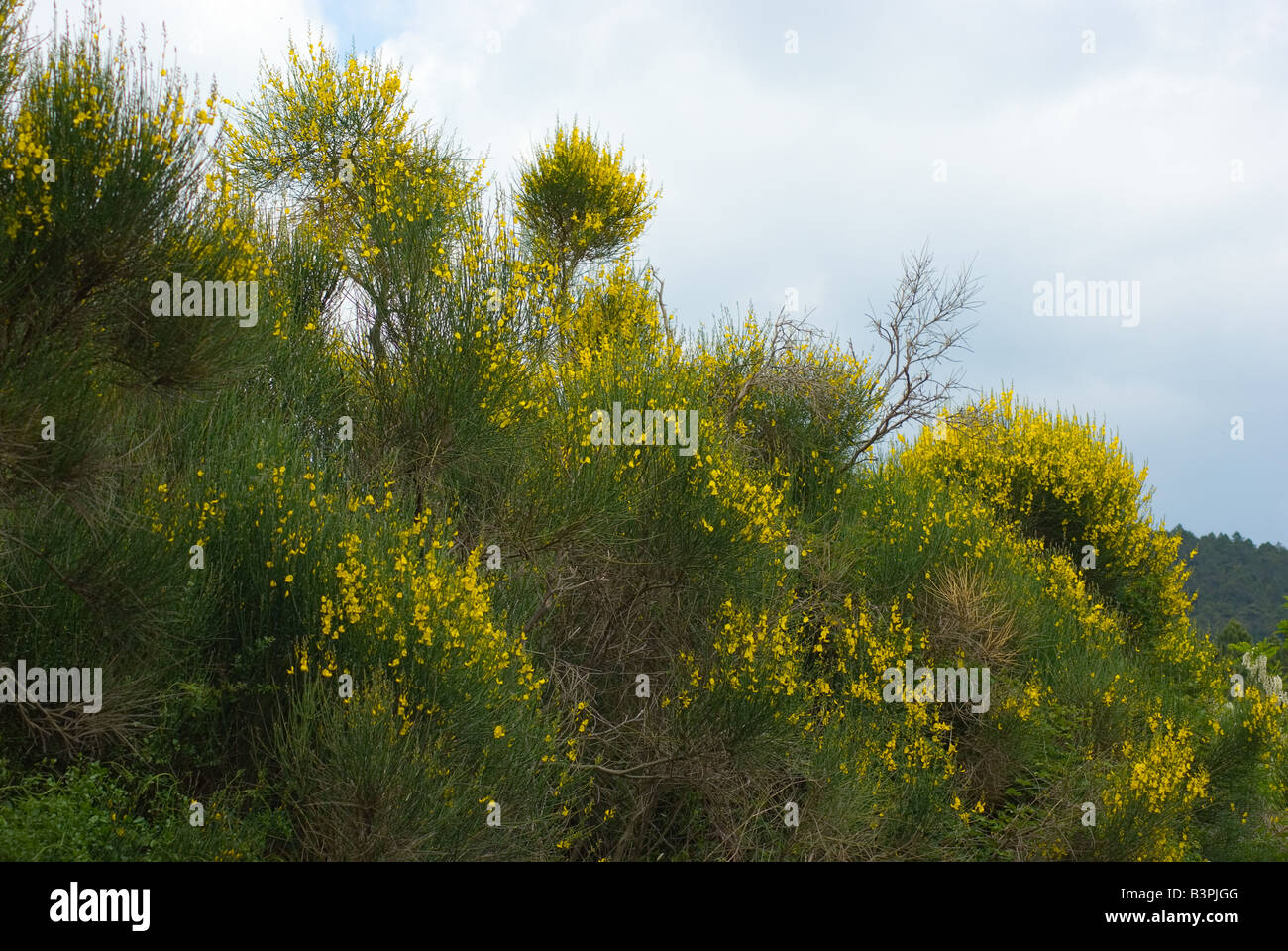 Genista Stock Photo