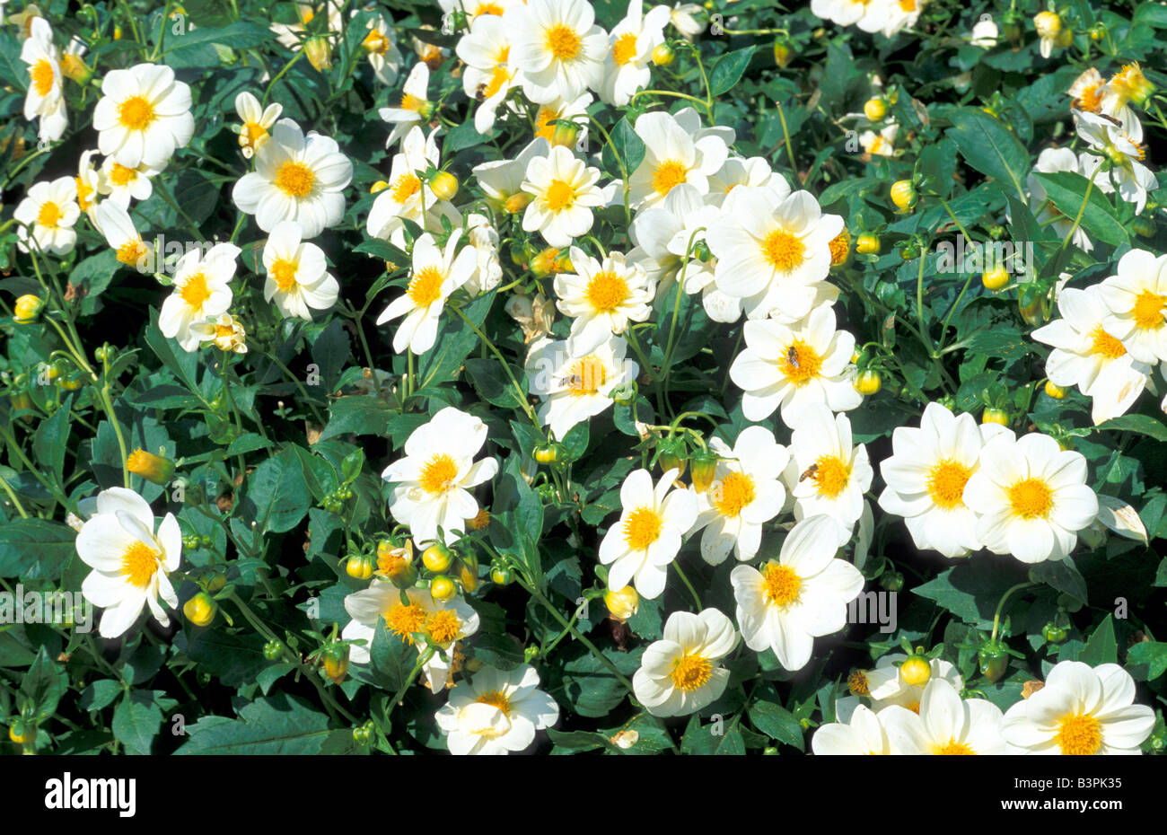 Anna karina hires stock photography and images Alamy