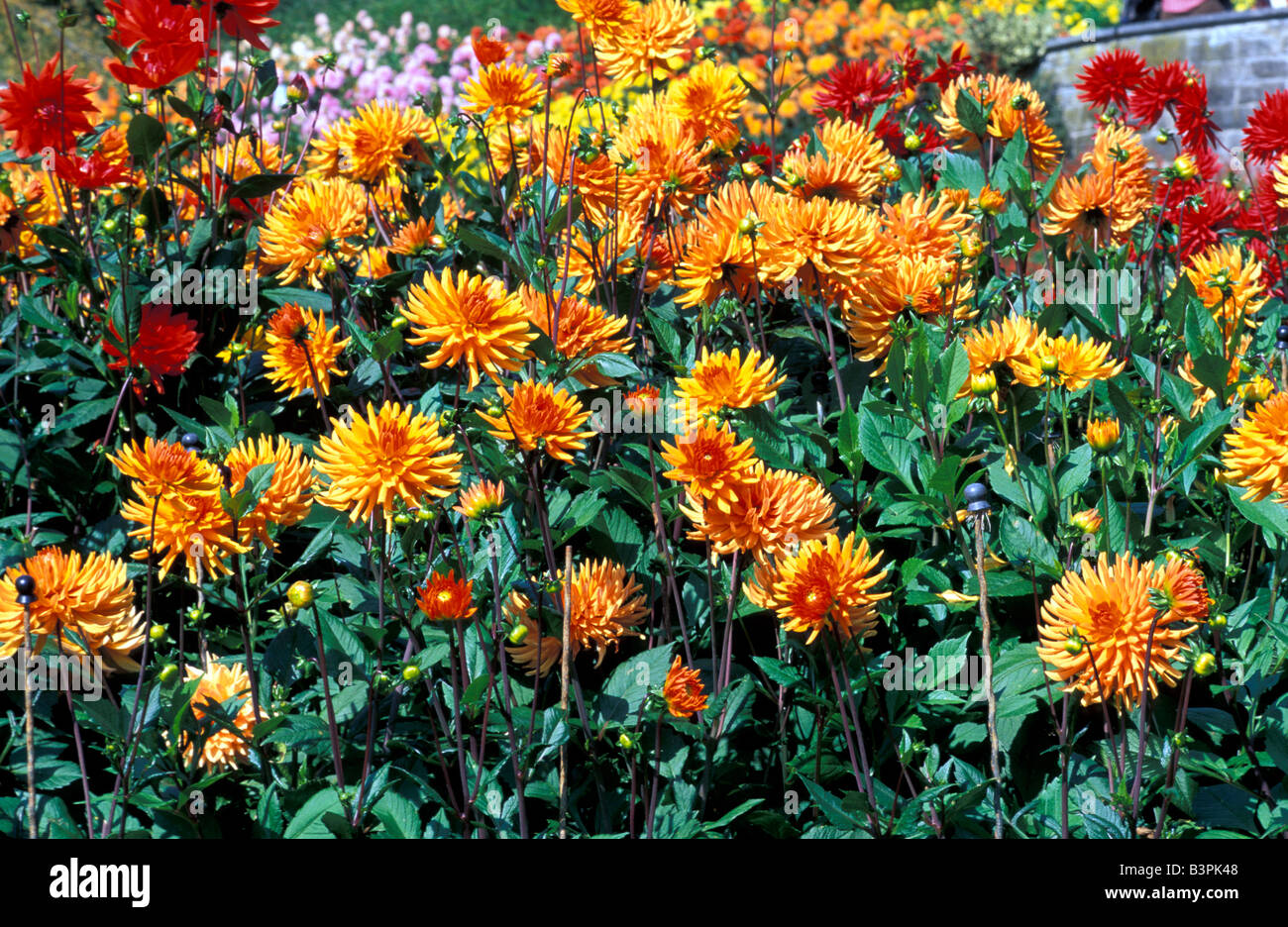 Dahlia semicactus 'Herbstgold' Stock Photo