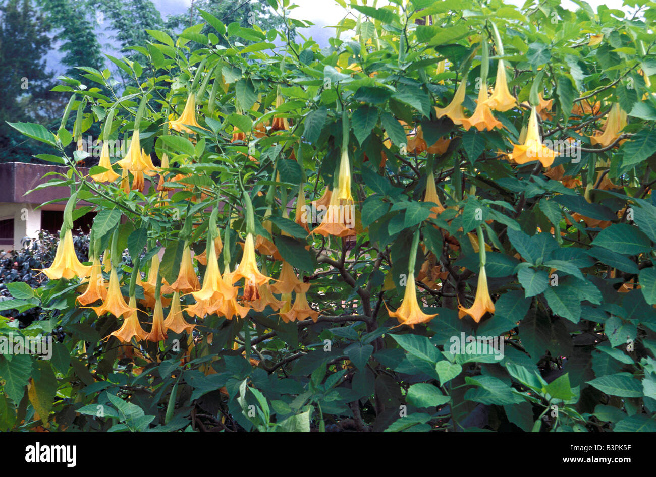 Brugmansia aurea Stock Photo
