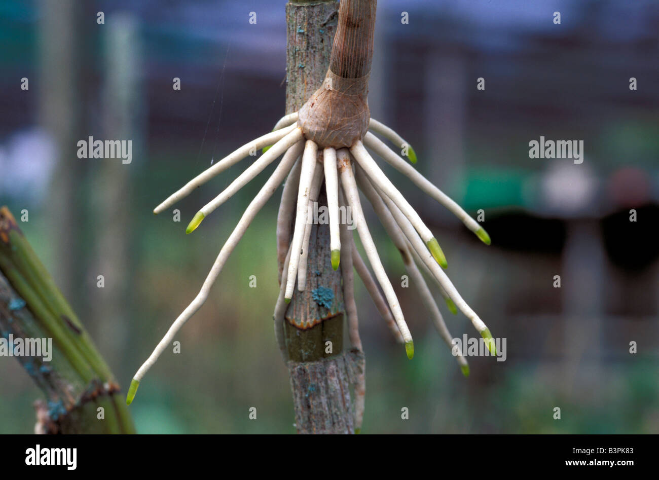 Aerial roots, orchid Stock Photo - Alamy