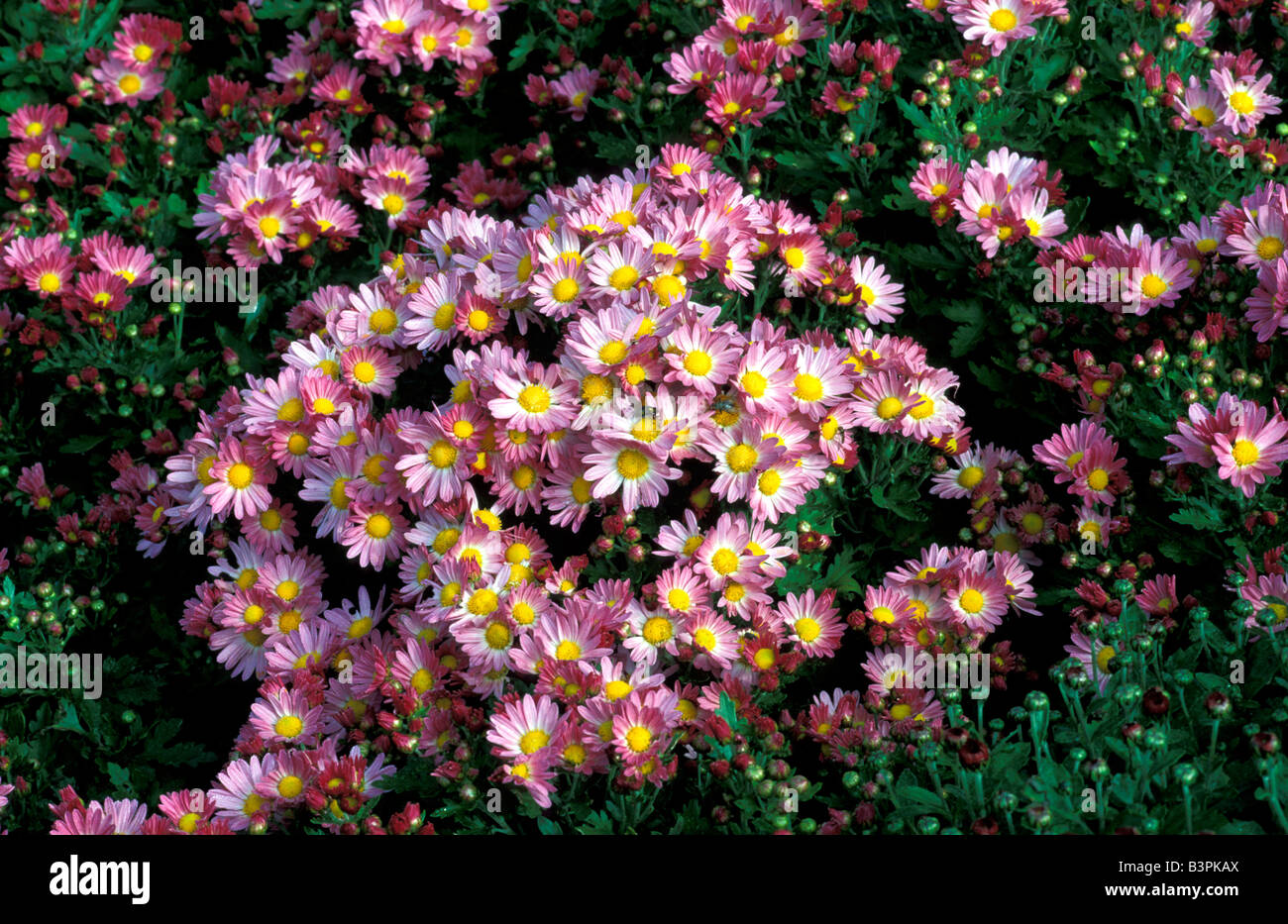 Chrysanthemum 'Reagan Improved' Stock Photo