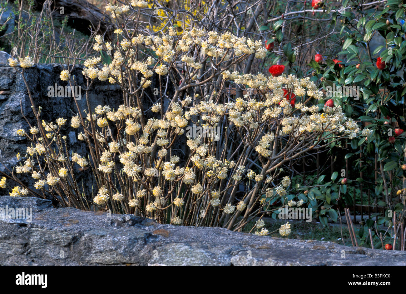 Edgeworthia chrysantha Stock Photo
