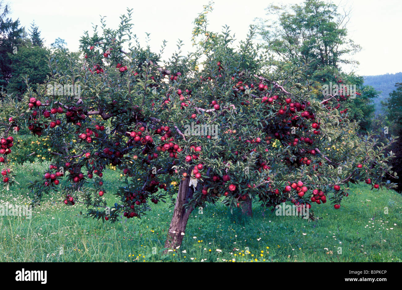 Apple tree 'Stark Delicious' Stock Photo