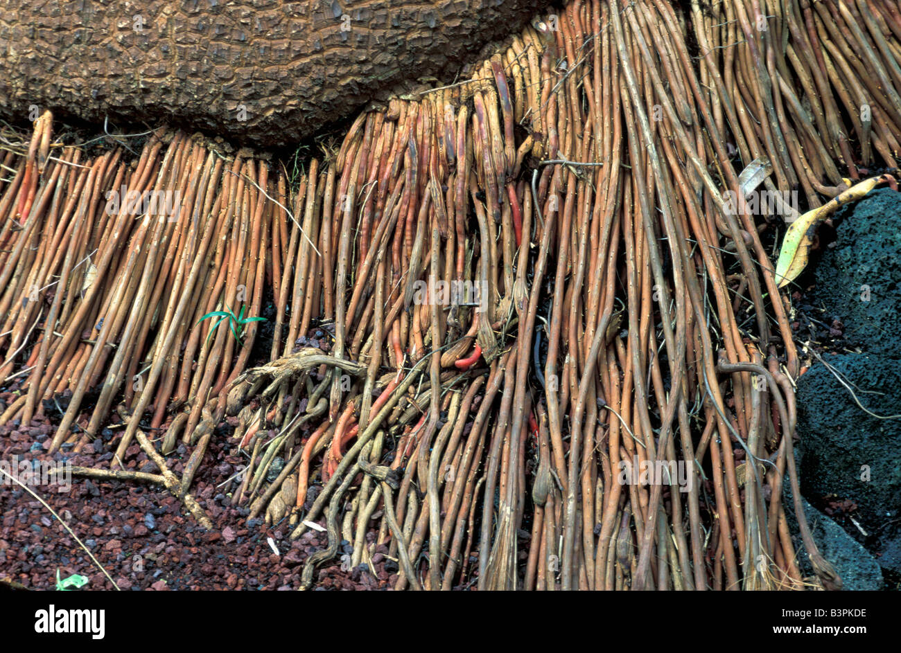 Palm tree, Roots Stock Photo