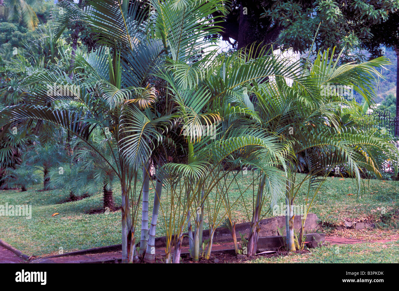 Trees of palm trees hi-res stock photography and images - Alamy