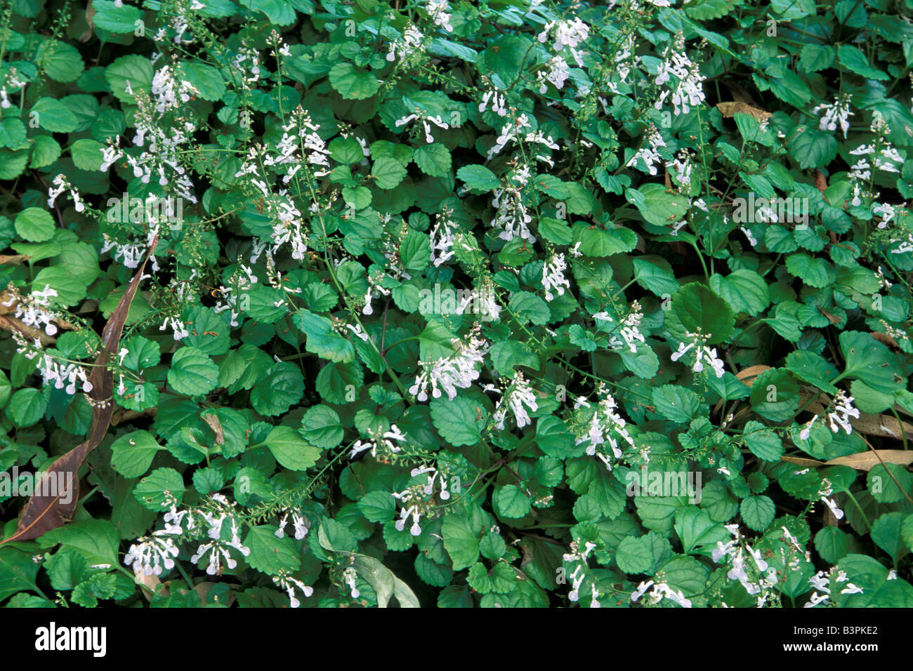 Plectranthus australis hires stock photography and images Alamy