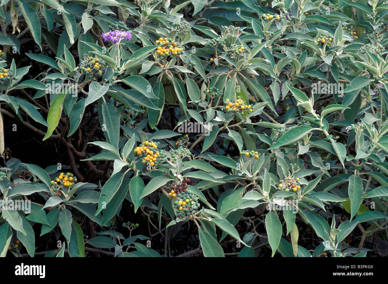 Solanum auriculatum Stock Photo