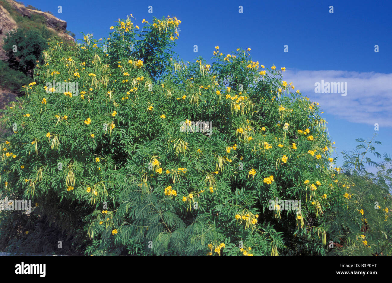Tecoma stans flowering plant hi-res stock photography and images - Alamy