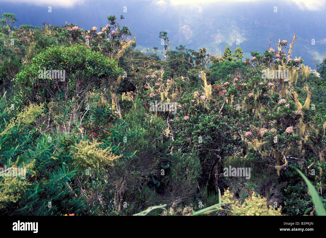 Lichens, Rain forest, Reunion island, Indian Ocean, Africa Stock Photo