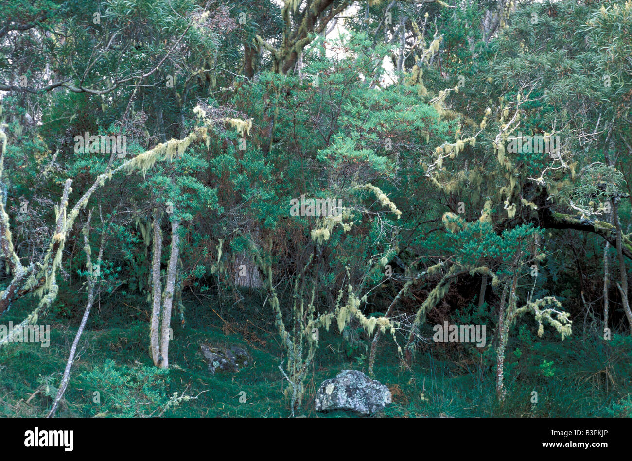Lichens on trees, Rain forest, Reunion island, Indian Ocean, Africa Stock Photo