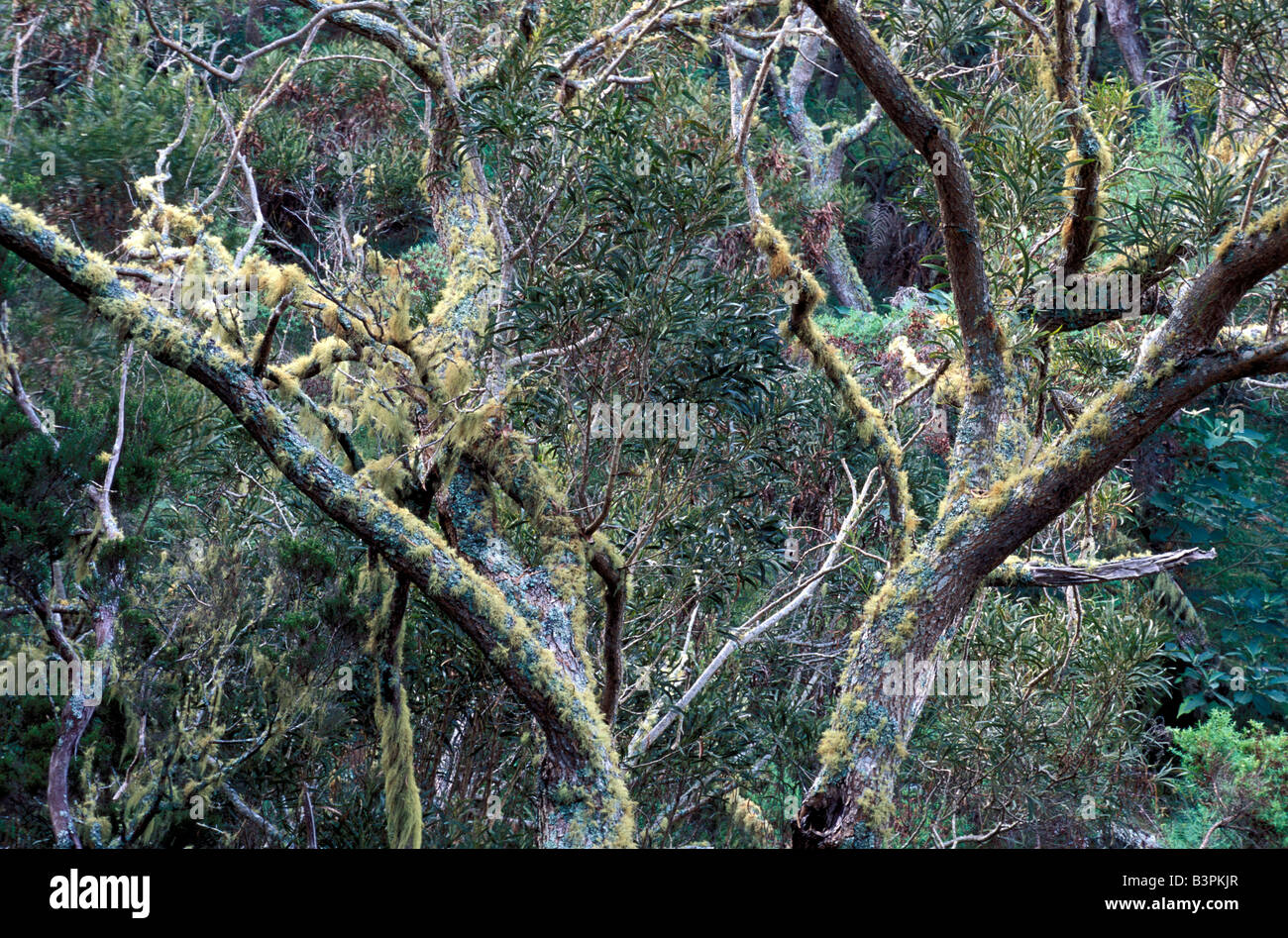 Lichens on trees, Rain forest, Reunion island, Indian Ocean, Africa Stock Photo