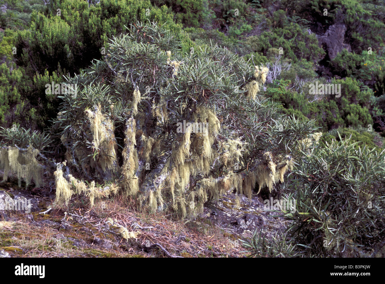 Lichens on shrubs, Rain forest, Reunion island, Indian Ocean, Africa Stock Photo