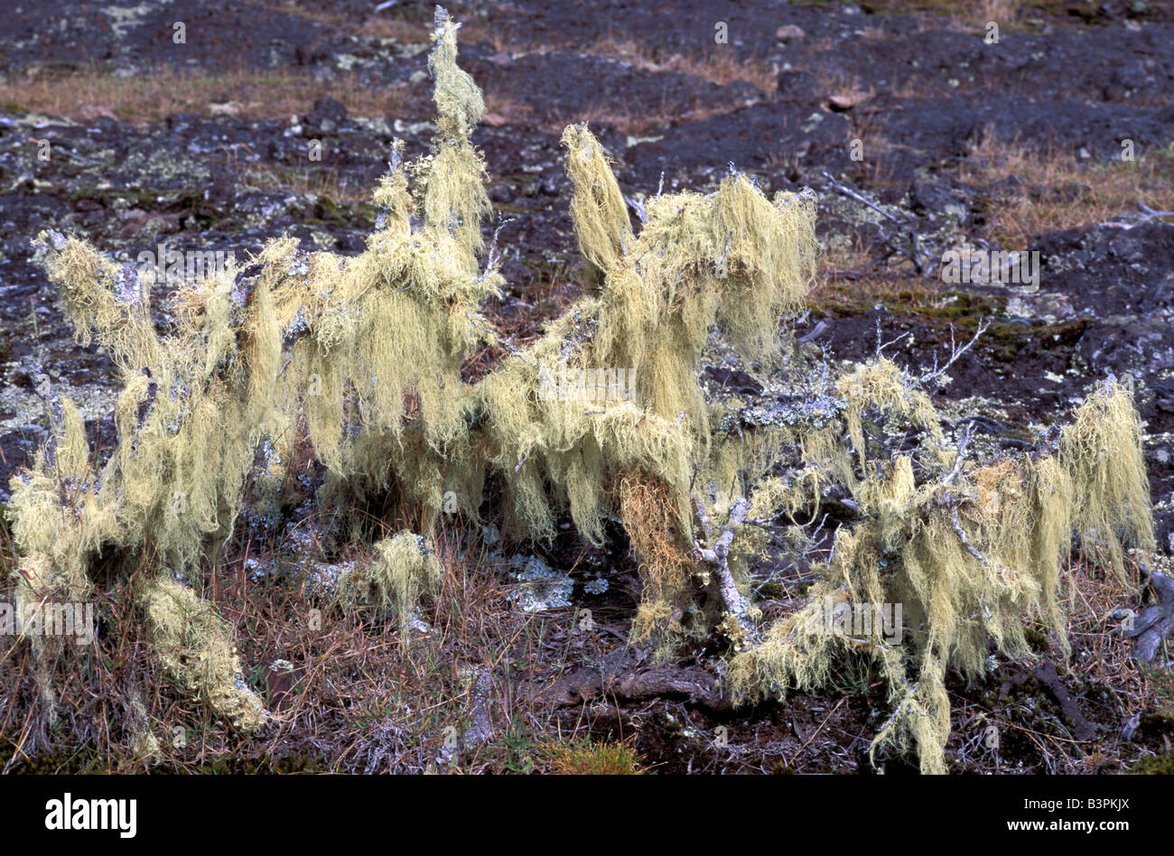 Lichens on shrubs, Rain forest, Reunion island, Indian Ocean, Africa Stock Photo