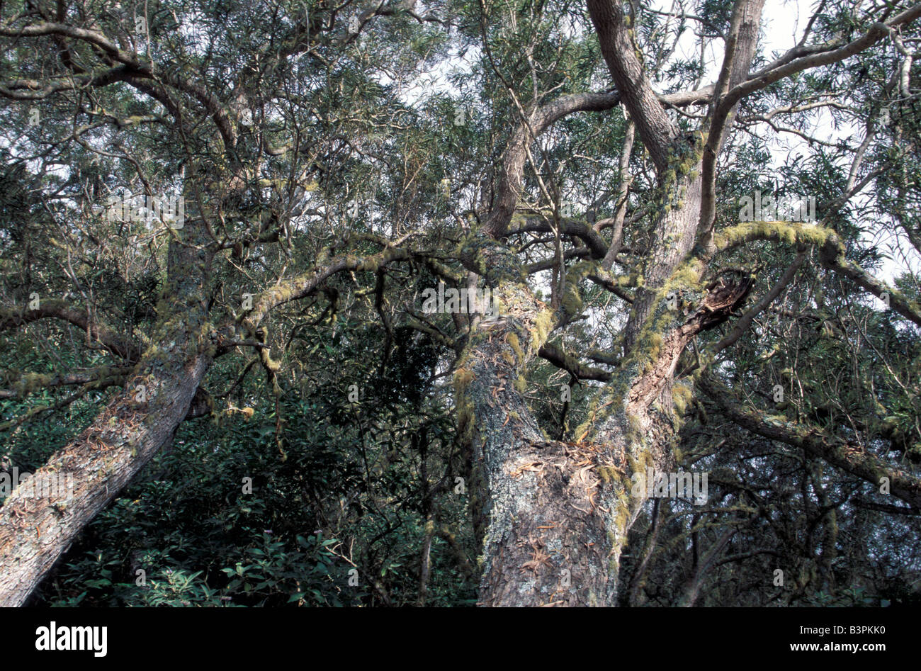 Lichens on acacias, Rain forest, Reunion island, Indian Ocean, Africa Stock Photo